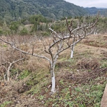 翠冠梨果树