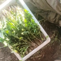 新鲜蔬菜