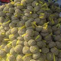2026精品电商各种规格的山药豆大量供应！