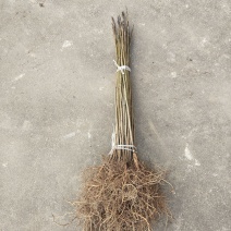 厚朴树苗厚皮厚朴