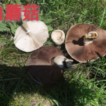 内蒙山野菜