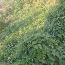 奶浆花苗