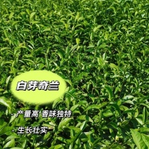 白芽奇兰茶苗培育基地国家良种优质区域性乌龙茶浓香型绿红茶