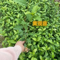 黄观音105苗壮基地培育直销