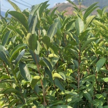 武夷岩茶肉桂茶苗,多年经验的专家培育,冬季春季直发园林室