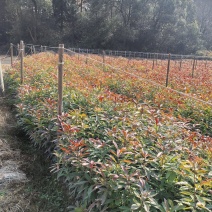 一年木荷杯苗，粗度0.3-0.8、两年1公分木荷杯苗