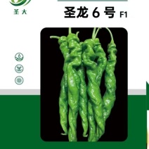 全螺大果螺丝椒苗高产香辣膨果快抗病丰产带土发货基地直供