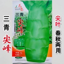 三青莴笋种子春秋播种薄皮绿肉莴笋种子抗病高产大田基地种植