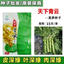 圆叶三青耐寒莴笋种子皮青肉莴苣冬季农家种籽大田春秋蔬菜种