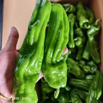 芜湖椒，螺丝椒，泡椒，黄皮椒等直供产地，一手货源，保质保