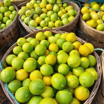 尤力克柠檬青果