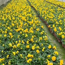 三色堇，各种花色，基地常年直销，冠幅饱满。