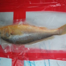 200/250黄鱼🐟