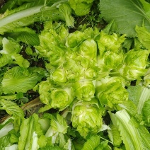 需要儿菜联系基地货