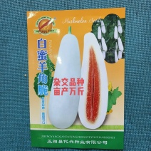 白蜜羊角脆甜瓜种子早熟果肉白色单瓜重1000克