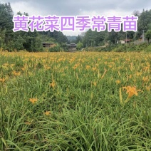 晚熟台湾黄花菜，金针花苗，高山1号，一年四季常青品种种苗