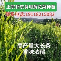 现挖直发优质高产食用黄花菜种苗批发