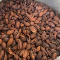 香榧性价比坚果干果大量现货源头工厂直销