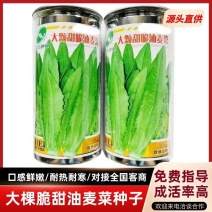 油麦菜种籽大棵直立脆甜油麦菜种子基地专用种籽农家菜园蔬菜