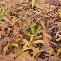 麻栎苗、麻栎袋苗、麻栎杯苗，江西宜春产地.直供