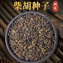 柴胡种子北柴胡黑柴胡红柴胡三岛柴胡籽