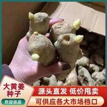【精选】368脱毒姜种/已催芽/好种植产量高/包种植技术
