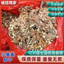 《精选》姜种/姜种批发基地（亩产过万已催芽脱毒）合作种植