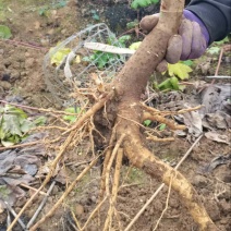 贵州毕节大通草老根苗/通草苗/量大价优/现采现发