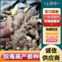 【二黄姜姜种】已脱毒催芽（亩产过万抗病高产）可全国发货