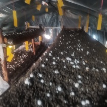 新鲜双孢菇
