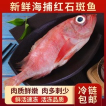 包邮）红石斑鱼整条新鲜冷冻大龙胆鱼红鱼颌斑石斑鱼海产品