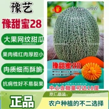 豫艺哈密瓜种子高糖豫甜蜜28网纹甜瓜种子大果高品质酥脆香