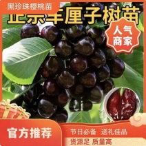果园直发大樱桃苗黑珍珠特早熟**泰奥加品种纯正