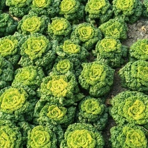 精品黄心菜大量上市