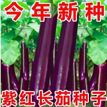 粤茄红紫龙长茄种子早熟高产抗病紫红长茄大田用种紫红茄子种