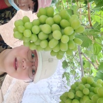 [标题]绍兴九号葡萄苗,特早熟无核大粒抗病浓香脆甜不裂果