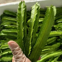 四棱豆种子皇帝豆四季播菜地庭院蔬菜豆角扁嫩荚春龙四角扬桃