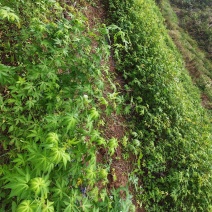 药食同源七叶覆盆子苗
