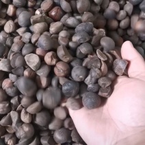 山茶籽老树龄干小籽