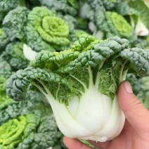 黄心乌