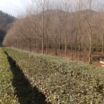 彩叶连香树，规格齐全