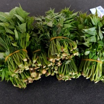 大棚反季节种植香椿芽儿基地大量直供