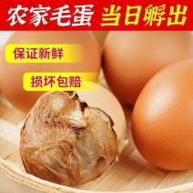 40枚新鲜毛鸡蛋全鸡鸡胚蛋喜蛋凤凰蛋可做麻辣毛蛋五香毛蛋
