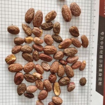 中药材冷背药材榧子仁，实物拍摄货真价实，批发零售量大从优