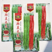 美辣长龙香辣长线椒种子青红椒干椒三用细长型早中熟线椒种子