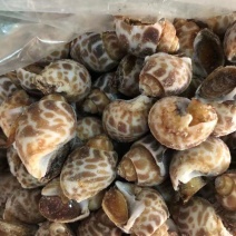新鲜冷冻花螺各种规格量大有优惠欢迎来电咨询
