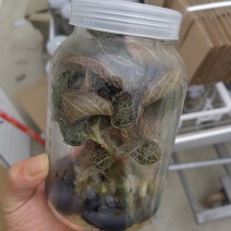 金线莲种苗