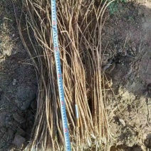 300亩黄芪春苗开始预定