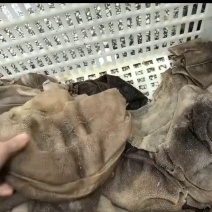稀皮叶片冒菜麻辣烫火锅店批发牛百叶