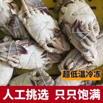 梭子蟹海捕新鲜活冻公蟹飞蟹饭店自助餐专用